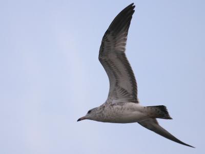 Glaucous Gull