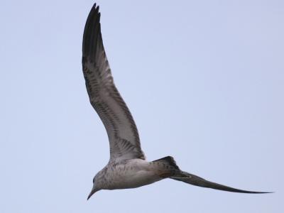 Glaucous Gull