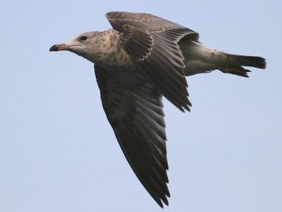 Glaucous Gull