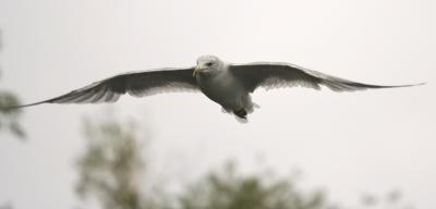 Ring-Billed Gull