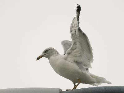 Ring-Billed Gull