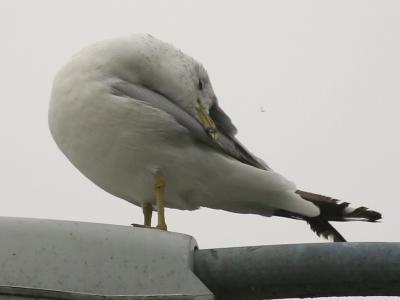 Ring-Billed Gull