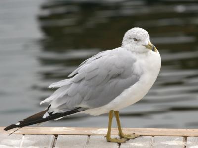 Ring-Billed Gull