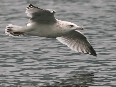 Ring-Billed Gull