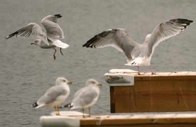 Ring-Billed Gull