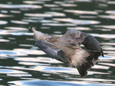 Glaucous Gull