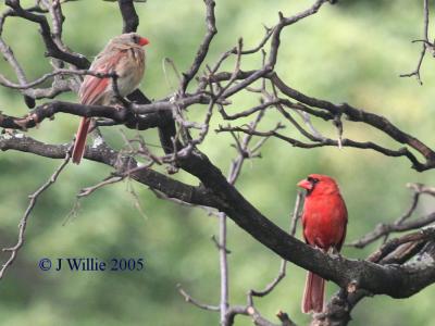 Female and Male Cardinal
