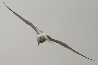 Caspian Tern