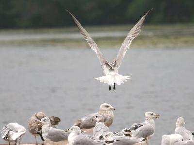 Caspian Tern