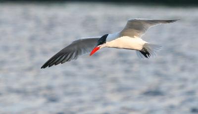 Caspian Tern