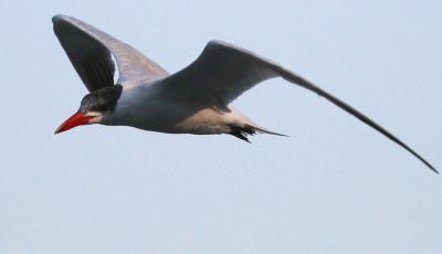 Caspian Tern