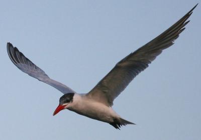 Caspian Tern