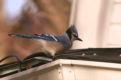 Blue Jay (Cyanocitta cristata)