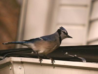 Blue Jay (Cyanocitta cristata)