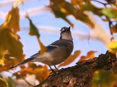 Blue Jay (Cyanocitta cristata)