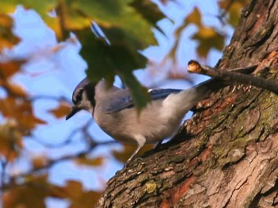 Blue Jay (Cyanocitta cristata)