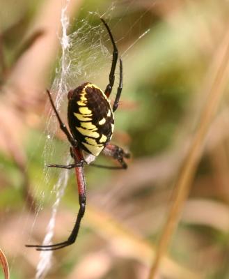 Black & Yellow Argiope (Argiope aurantia)