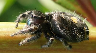 Jumping Spider (Salticidae)