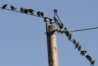 European Starlings (Sturnus vulgaris)