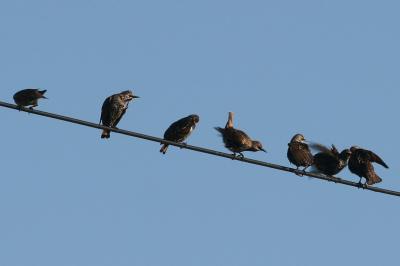 European Starlings (Sturnus vulgaris)