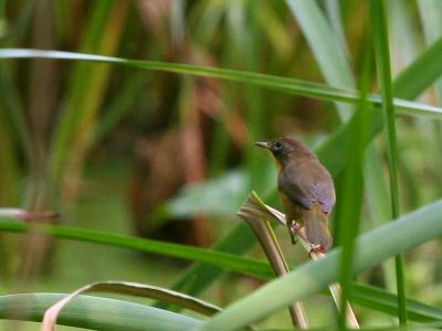 Common Yellowthroat - Immature