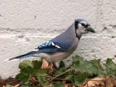 Blue Jay (Cyanocitta cristata)