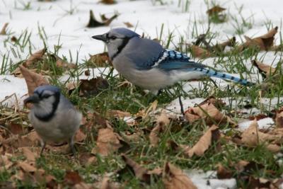 Blue Jay (Cyanocitta cristata)