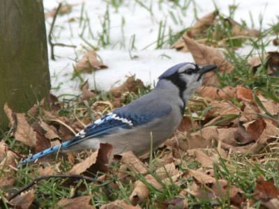 Blue Jay (Cyanocitta cristata)