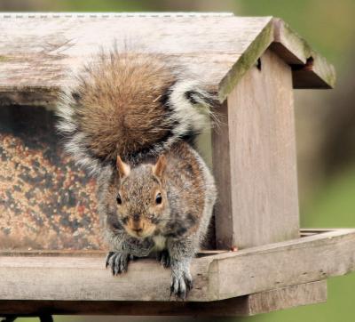 Grey Squirrel