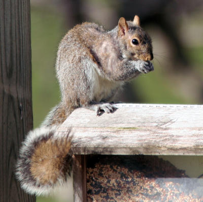 Grey Squirrel