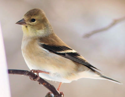 American Goldfinch - Winter