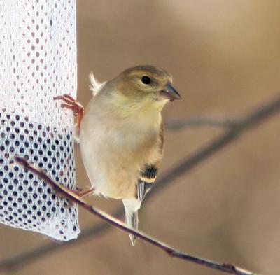 American Goldfinch - Winter