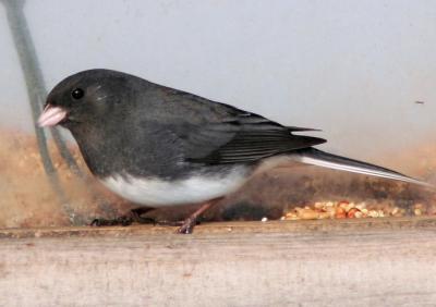 Dark Eyed Junco