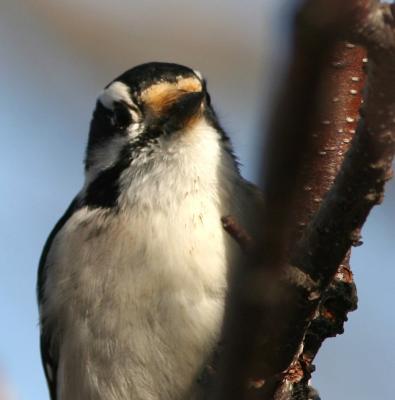 Downy Woodpecker (female)