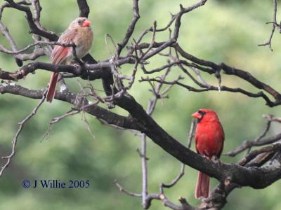 Female and Male Cardinal