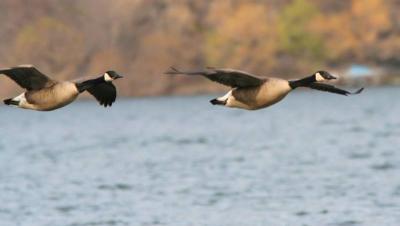 Canada Geese