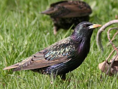 european_starlings