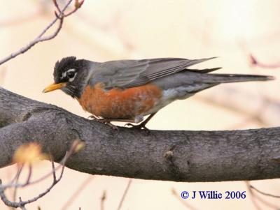 American robin (Turdus migratorius)