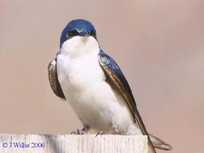 Tree Swallow (Tachycineta bicolor)