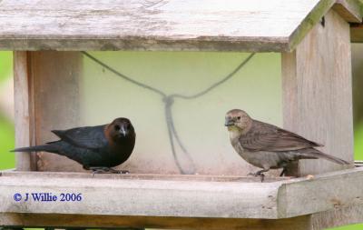 blackbirds_and_orioles