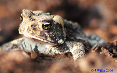 Toad in Mulch