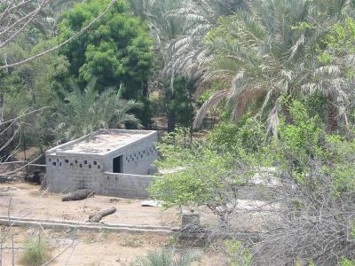 Date farm behind the Al Bidyah Mosque