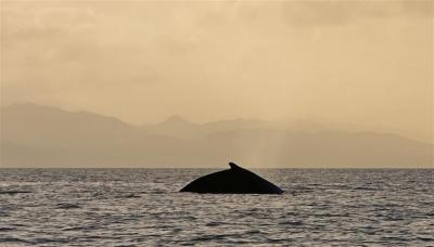 Humpback Whale