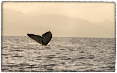 Humpback Whale Fluke