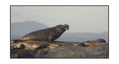 Elephant Seal