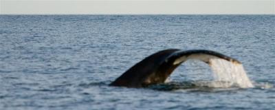 Humpback Whale Fluke