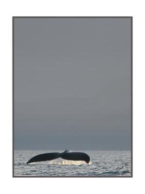 Whales of Victoria, BC