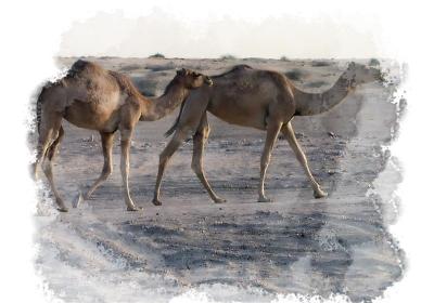 Camels, United Arab Emerates
