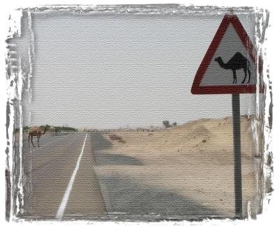 Camel Crossing, United Arab Emerates