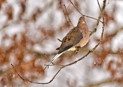 Mourning Dove in Snowstorm